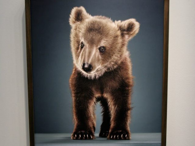 Jill Greenberg, New-Bears,Exhibition Image 2