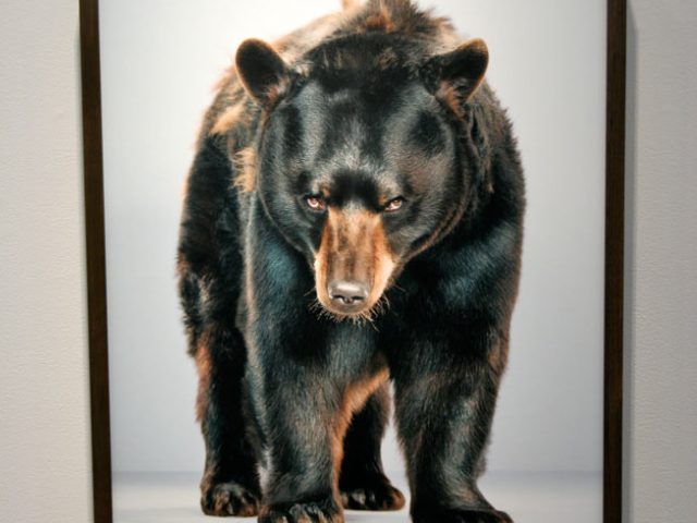 Jill Greenberg, New Bears Exhibition 3