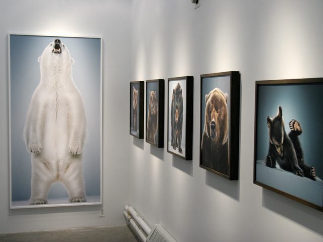 Jill Greenberg, New Bears Exhibition