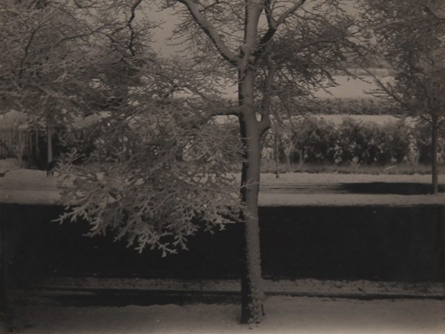 Piet Zwart, Tree