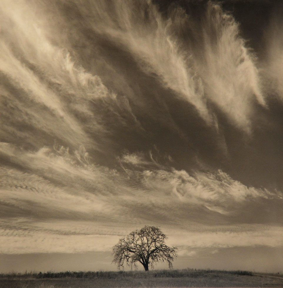 Oak With Clouds, California by Rick Chapman