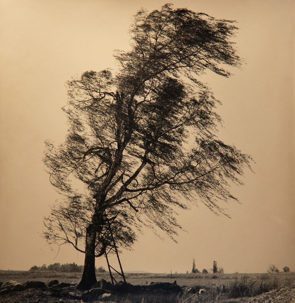 Tree with Wind, Czech Republic by Rick Chapman