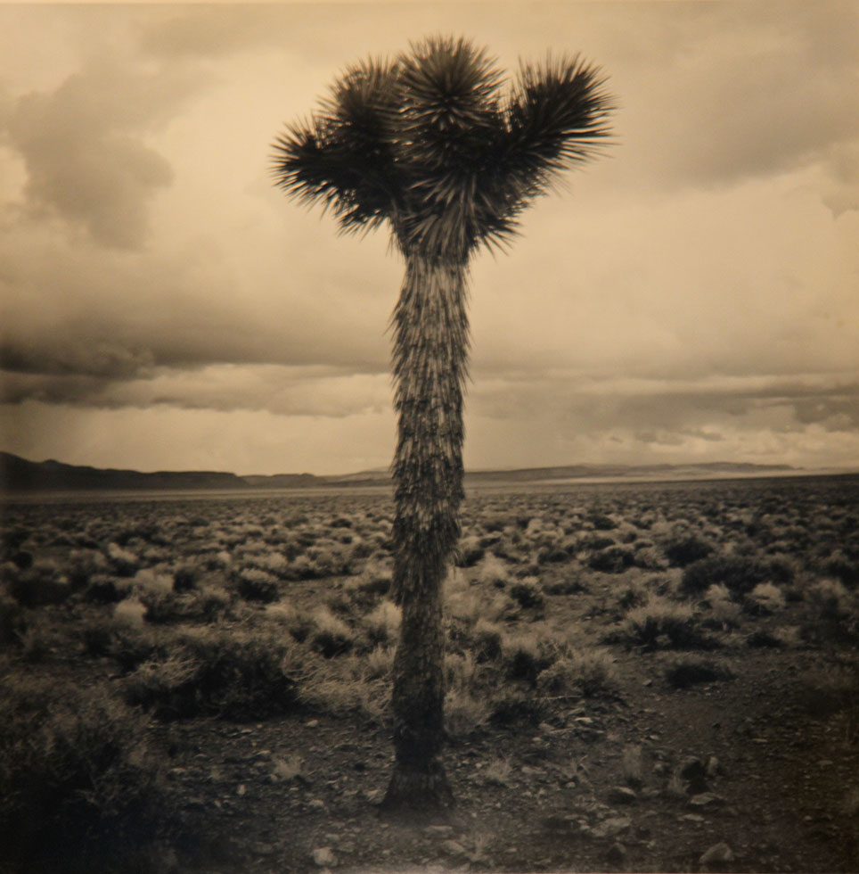 Yucca, Nevada by Rick Chapman