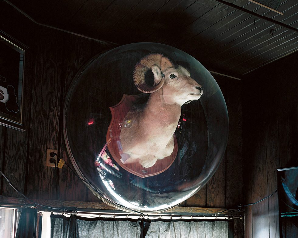 Ram Under Plexiglass, Milltown, Montana by 