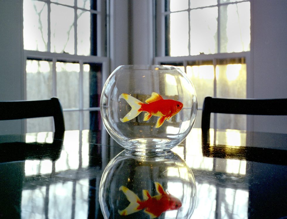 Goldfish by Rachel Hulin