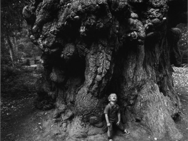 Arthur Tress, Boy Under Redwoods