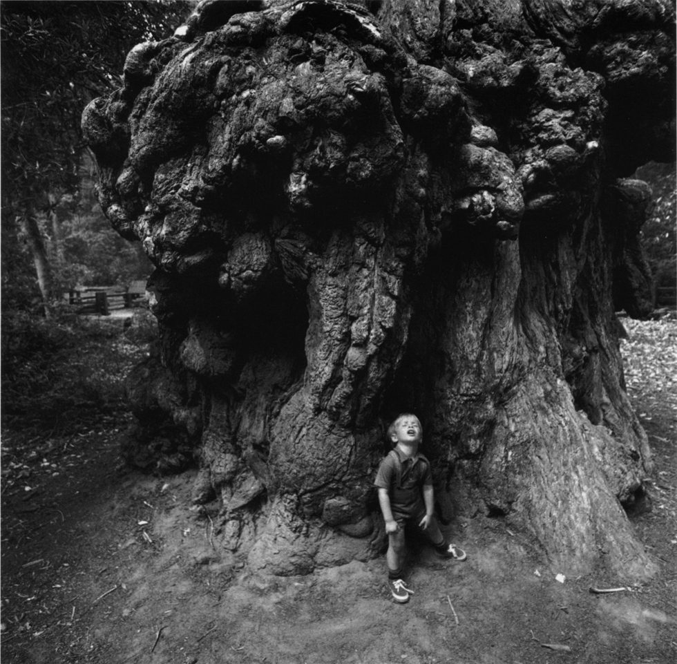 Boy Under Redwoods by Arthur Tress