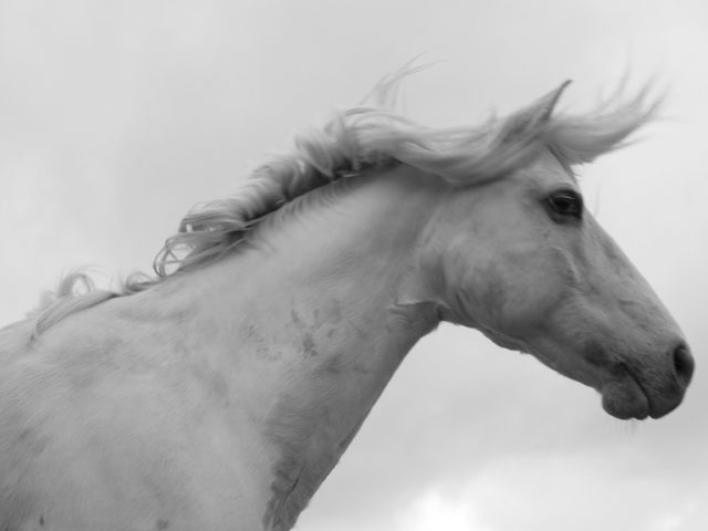 Nick Turner, Untitled (White Horse)