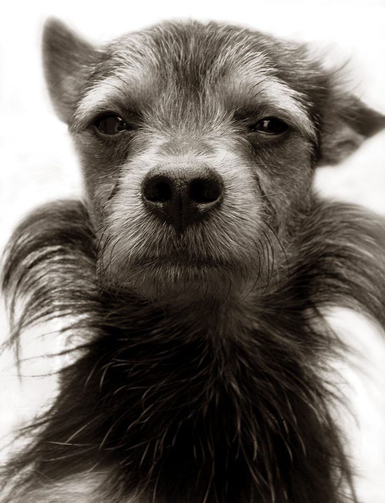 Terrier by Traer Scott