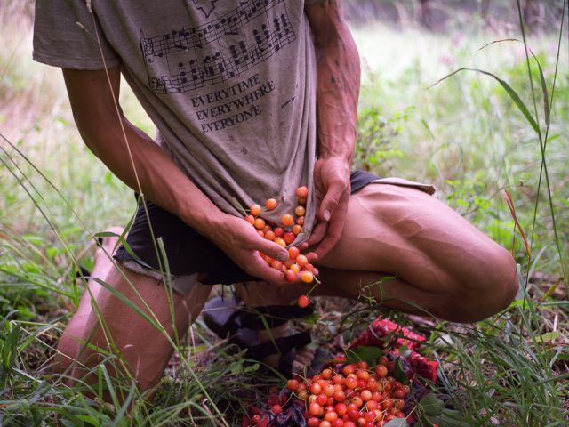 Cherries, Marble Mountain wilderness, California