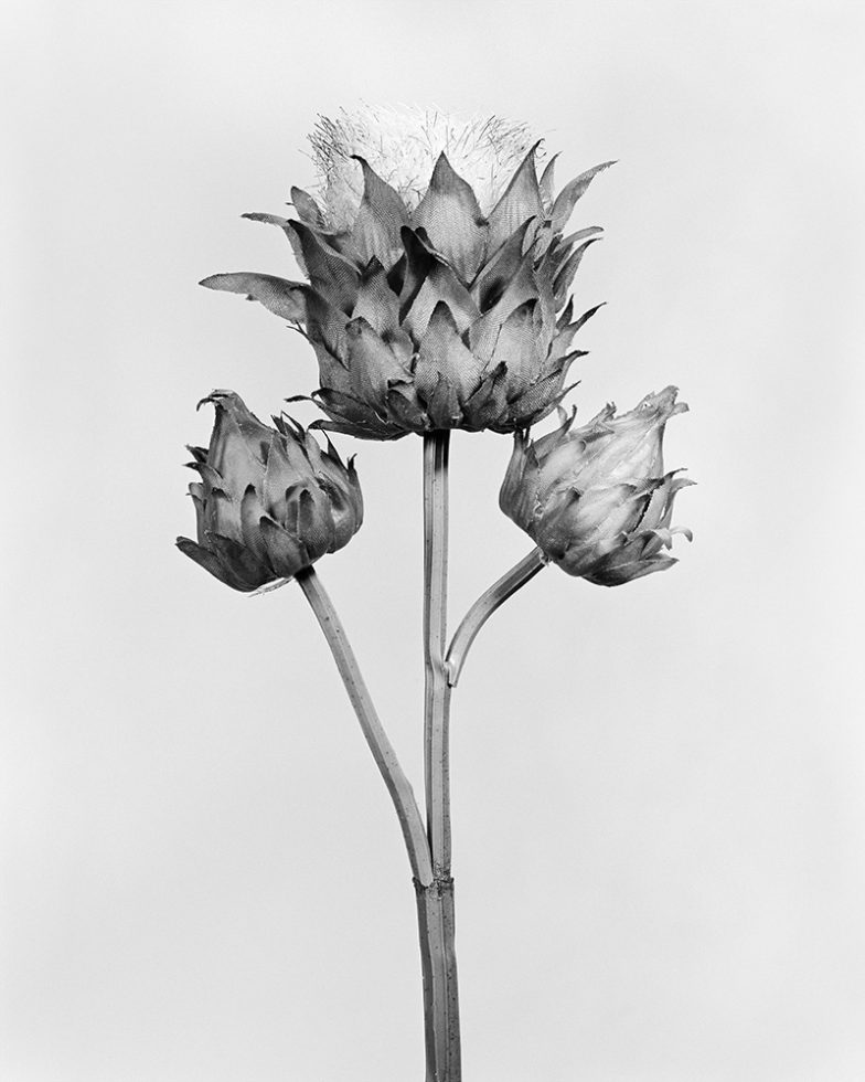 Cynara Cardunculus by Robert Voit