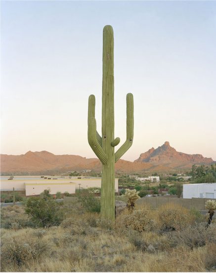Click for sizes / editions / prices. Robert Voit, New Trees, East Cosmic Drive, Technology Drive, Fountain Hills, Arizona