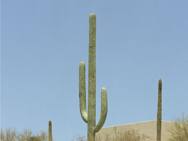 Robert Voit, Saguaro Canyon, Tucson, Arizona