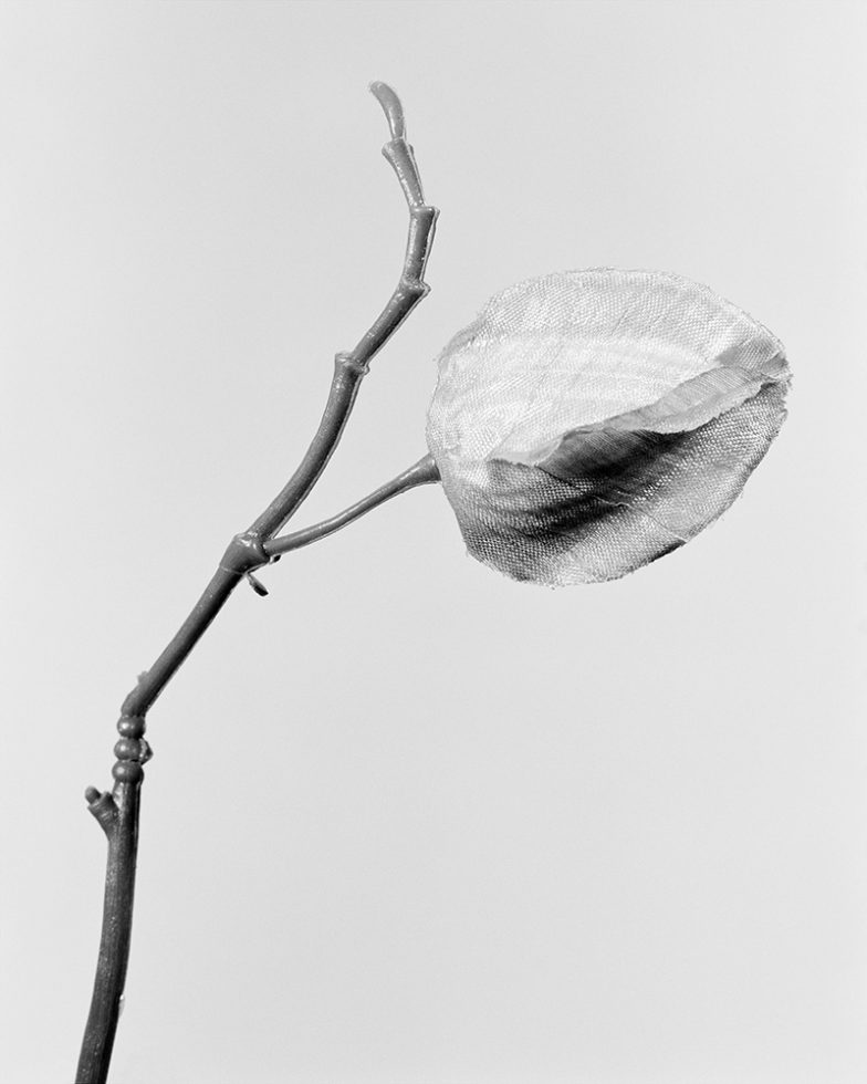 Physalis Alkekengi by Robert Voit