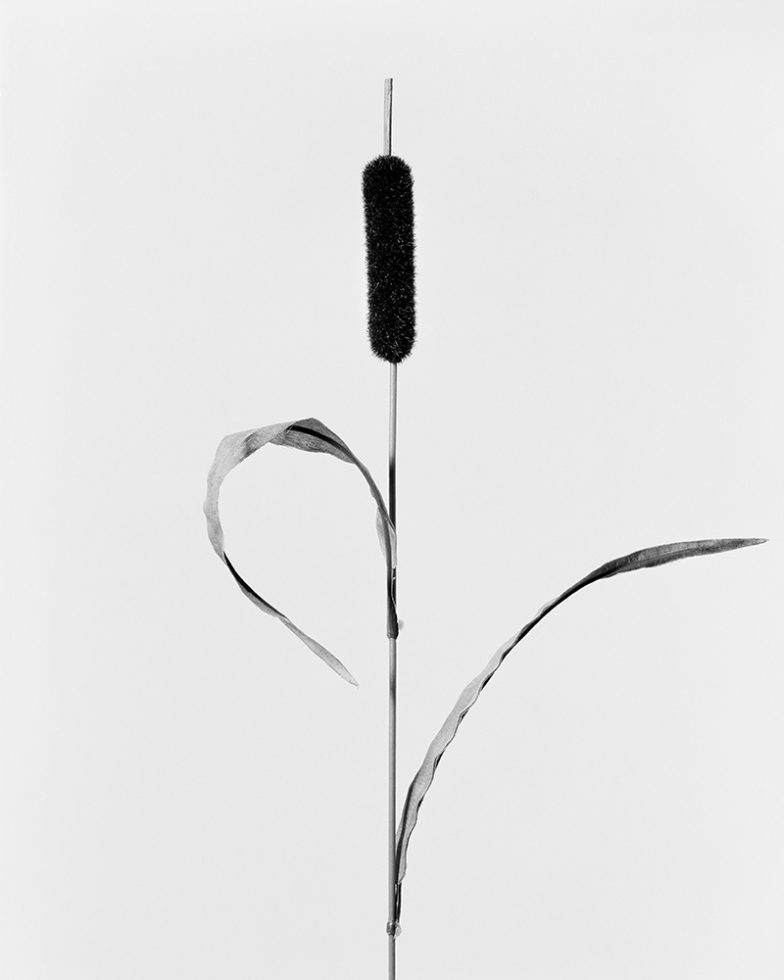 Typha Angustifolia by Robert Voit