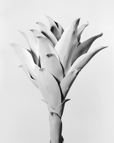 This black and white photograph shows the spiky leaves of a plant against a grey background.