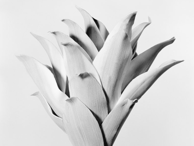 This black and white photograph shows the spiky leaves of a plant against a grey background.