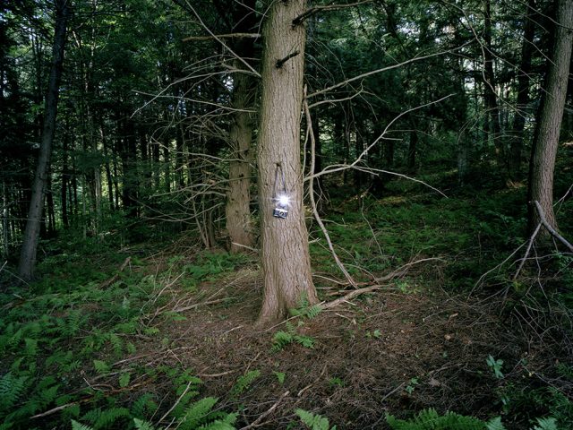 Adam Ekberg, A Camera in the Forest