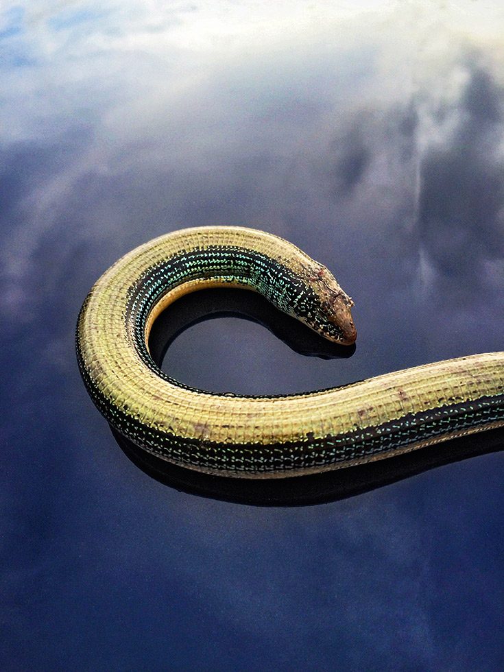 Jesse Burke – Boa Constrictor by 