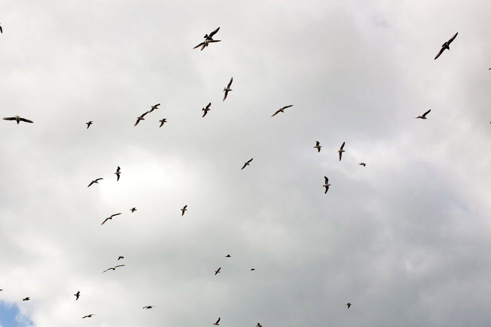Jesse Burke, Wings in the Morning by 