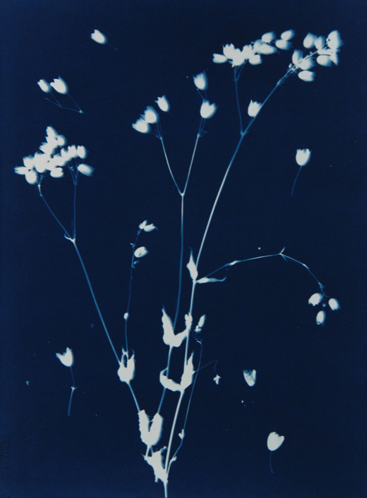 Pipo Nguyen-duy, Untitled_02, Monet’s Garden, Giverny by 