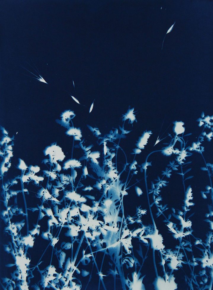 Pipo Nguyen-duy, Untitled_07, Monet’s Garden, Giverny by 