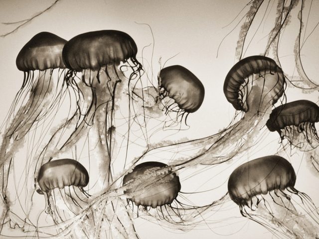 Henry Horenstein, Brown Sea Nettles