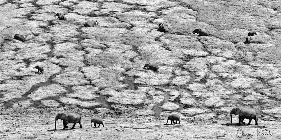 March of the Elephants by Oliver Klink