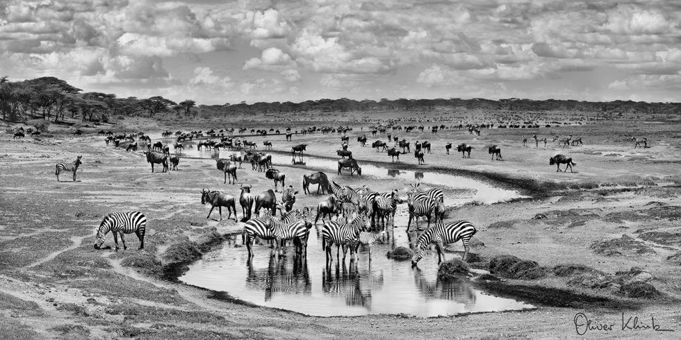 The Great Migration by Oliver Klink