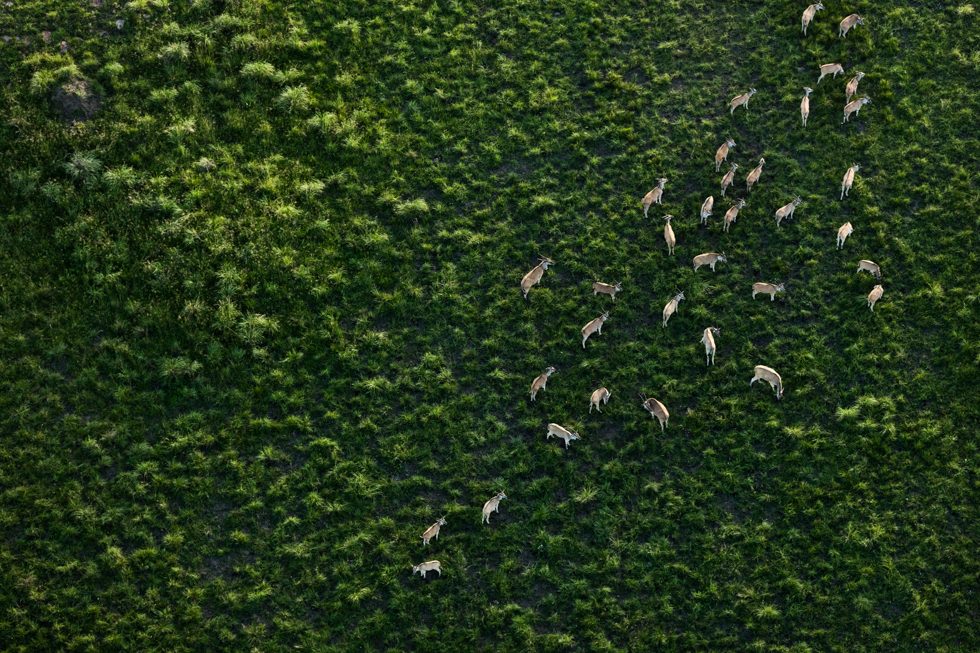 Gemsbok Herd by Zack Seckler