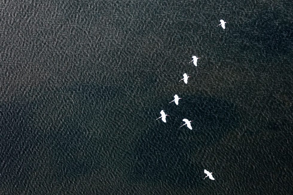 Spoonbills by Zack Seckler