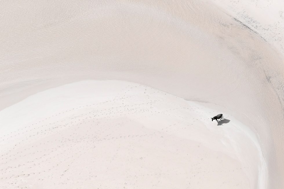 Wild Coast Bull by Zack Seckler