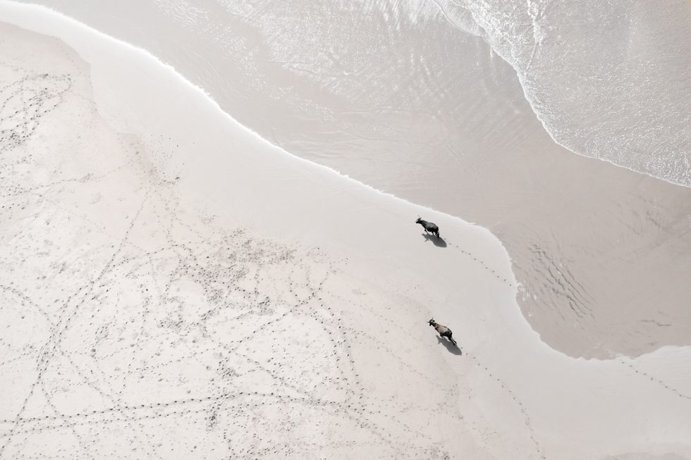 Wild Coast Bulls by Zack Seckler