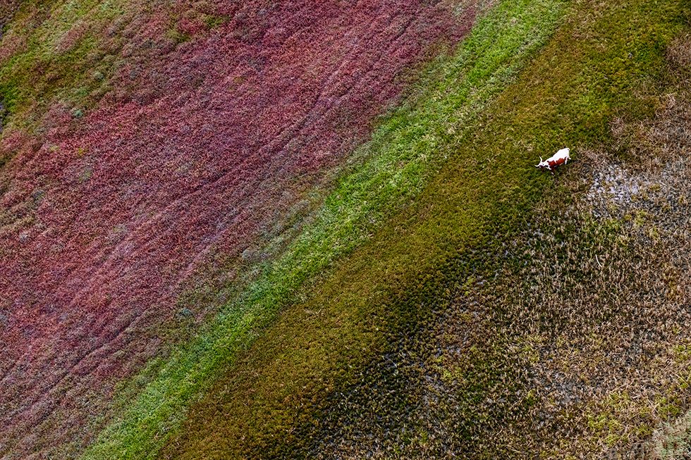 Eastern Cape Bull by Zack Seckler