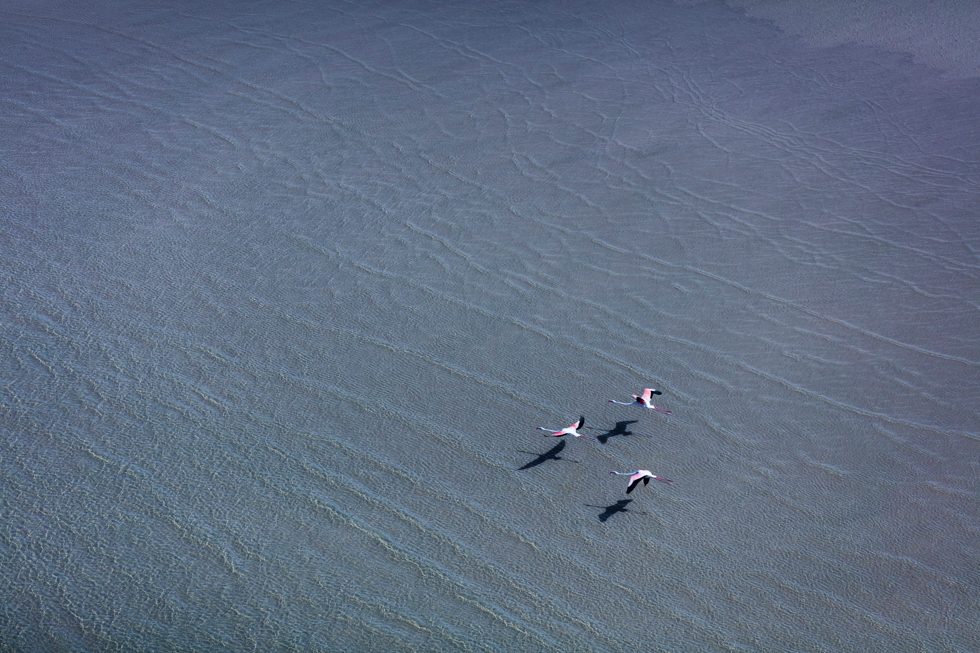 Flamingo Glide by Zack Seckler