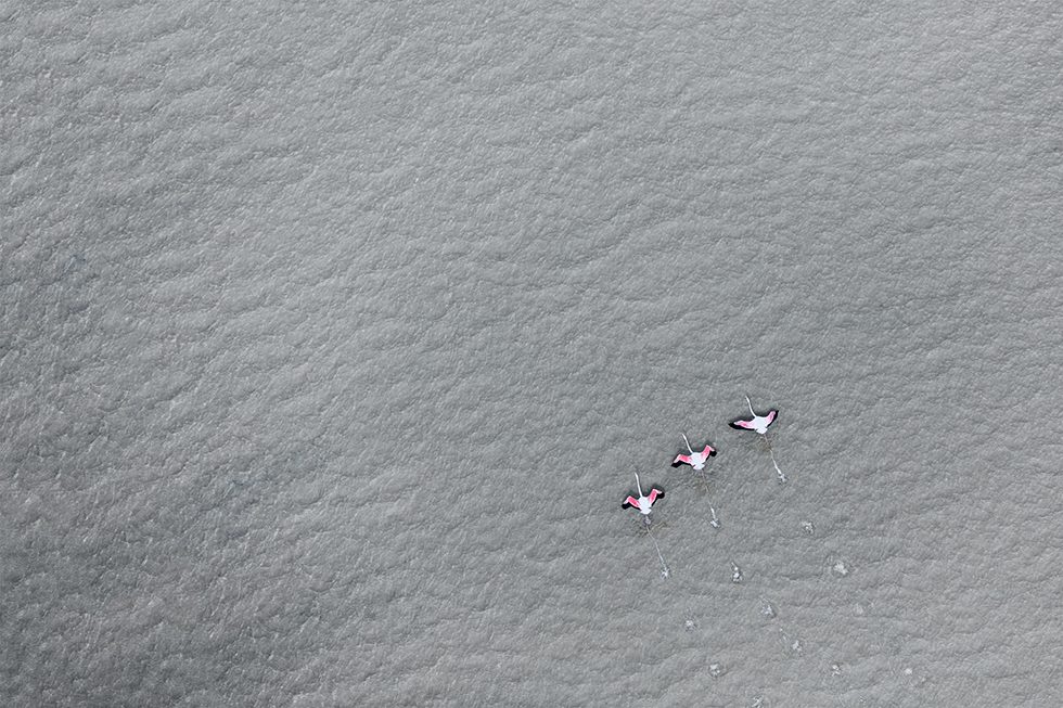 Flamingo Skim by Zack Seckler