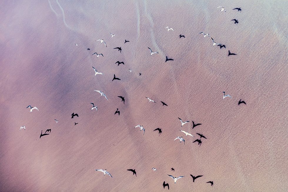 Wild Coast Flock by Zack Seckler