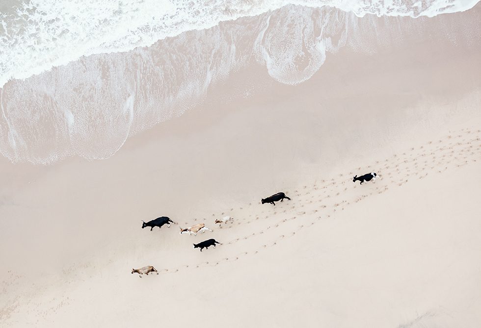 Wild Coast Herd by Zack Seckler