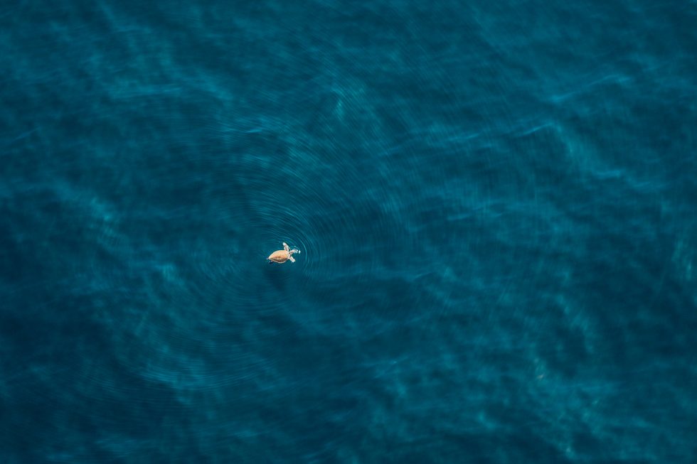 Wild Coast Turtle by Zack Seckler