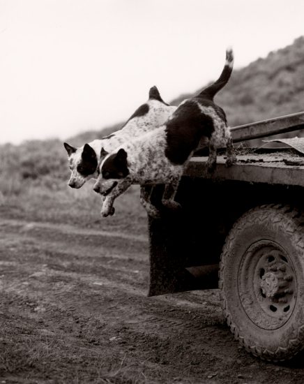 Michael Crouser, Dog Truck Jump