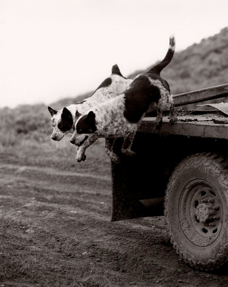 Dog Truck Jump by Michael Crouser