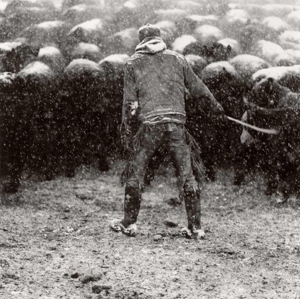 This is a black-and-white photograph of a man from behind in the snow while he is herding cattle.