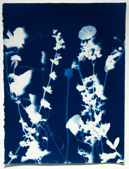 A silhouette of flowers and stems against a deep blue background.