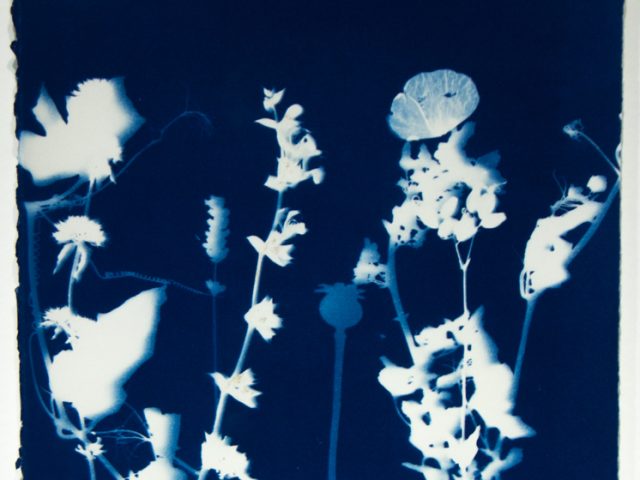 A silhouette of flowers and stems against a deep blue background.