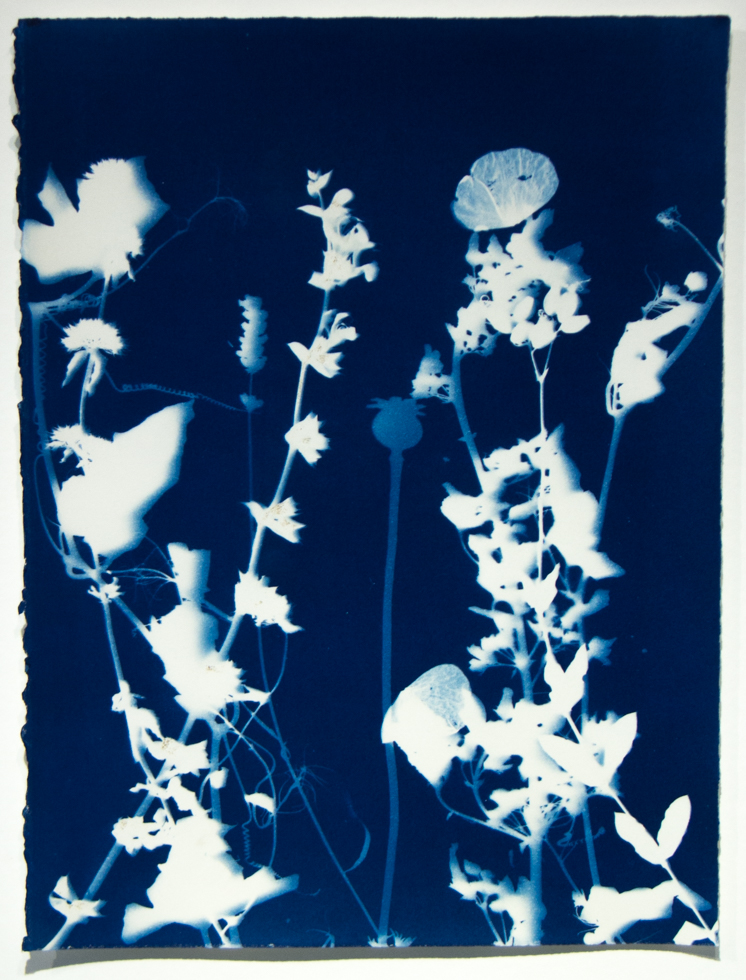 A silhouette of flowers and stems against a deep blue background.