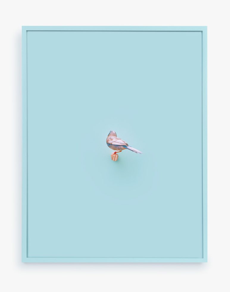 This is a photograph of a Cordon Bleu Finch turned away from the camera, against a light blue background.