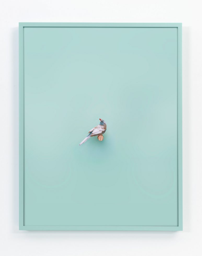 Daniel Handal, Cordon Bleu Finch (Mint) by 