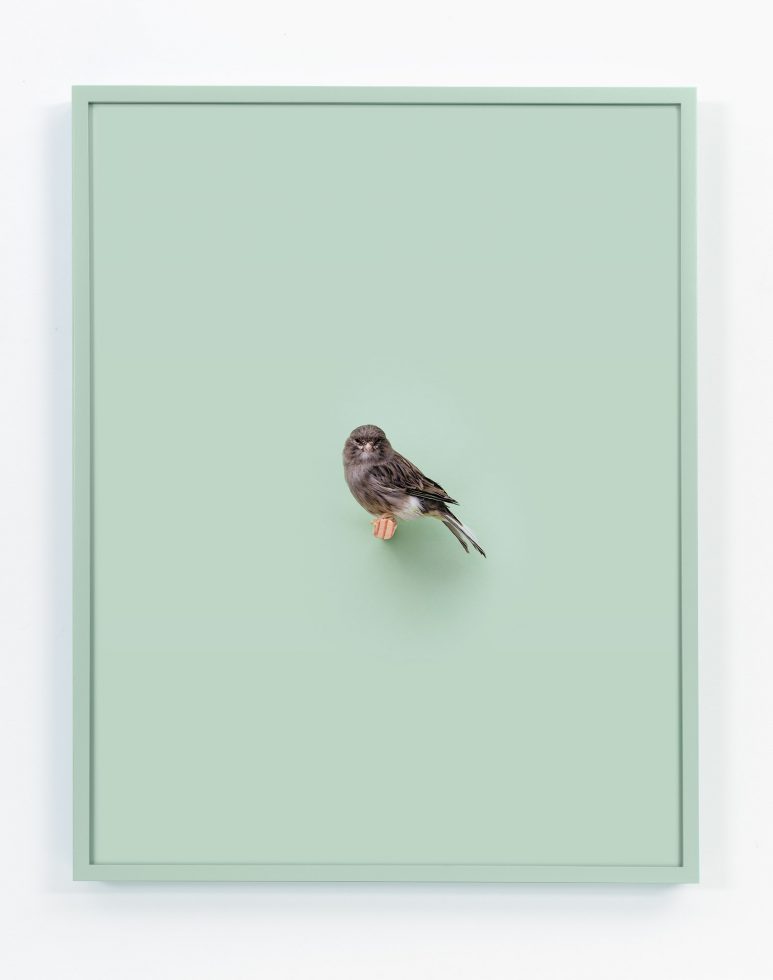 Daniel Handal, Fife Canary (Sage) by 