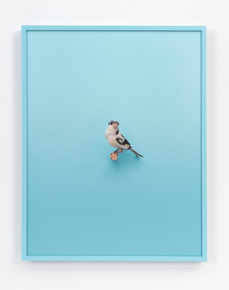 Daniel Handal, Gloucester Canary (Sgt Pepper) by 