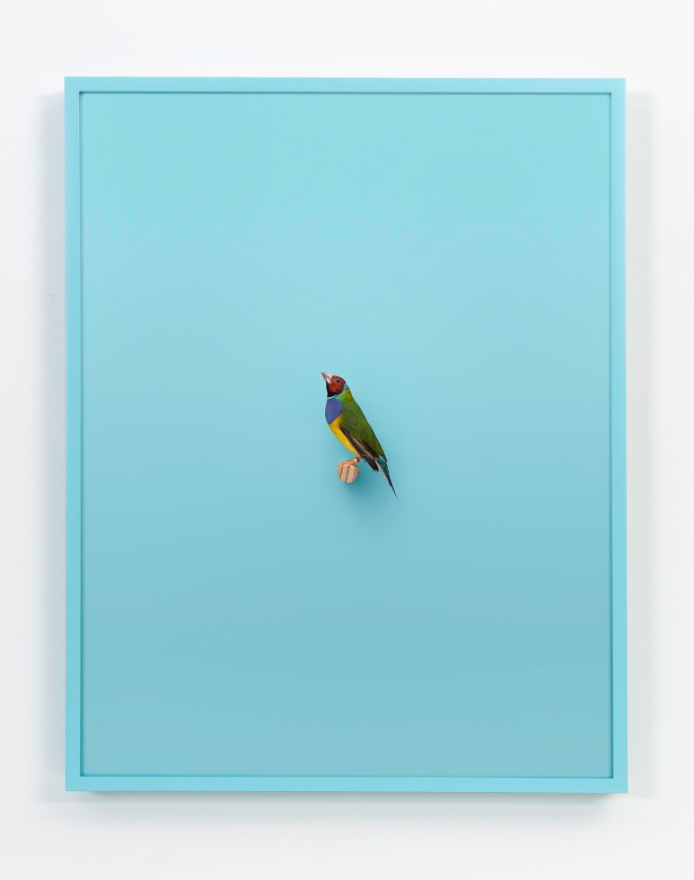 Daniel Handal, Gouldian Finch (SgtPepper) by 